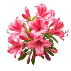 Azalea flower isolated on transparent background