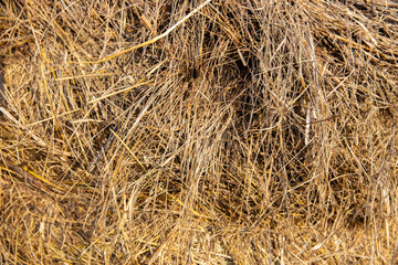 Straw texture. Close-up of dry hay bales. Summer season and straw texture. Close-up of golden dry straw.