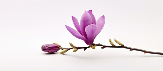 Purple magnolia flower isolated on white background. Spring flowers.