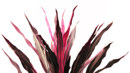 Closeup of pink leaves of garden plant