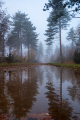 The quiet mood of a foggy morning in the woods is palpable in this image, where a serene puddle reflects the towering pines and leaf-stripped trees of the forest. The path, awash with the detritus of