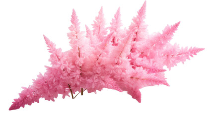 Astilbe flower isolated on a transparent background