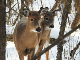 Whitetail deer sisters silently walking through the snowy forest