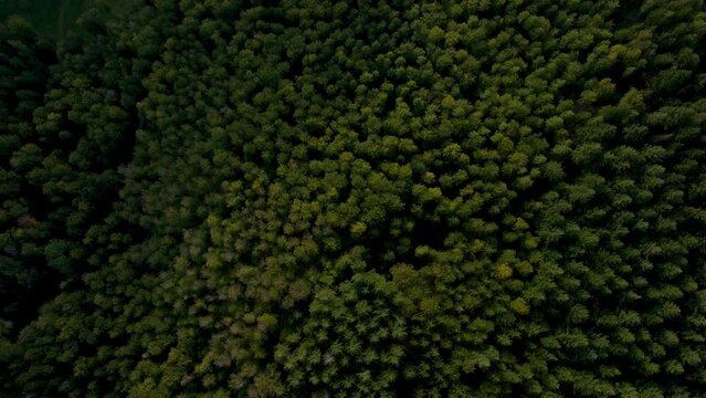Schwarzwald Drohnenflug Black Forest W&auml;lder Wald