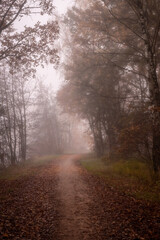 A serene and slightly haunting image of an autumnal forest road, shrouded in a soft haze that lends an air of mystery to the scene. The earthy colors of fallen leaves and the faint silhouettes of
