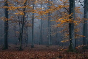 Germany, Wuppertal, Foggy forest in autumn