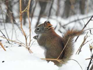 Red squirrel showing off his beautiful colours in the contrasting snow