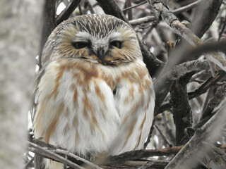 Tiny saw-whet owl peeking through the branches on a cold winter day