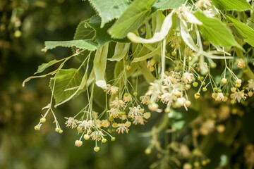 Lindenblüten 