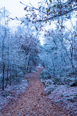 The image transports one to a chilly morning walk through a forest trail, where the trees and underbrush are delicately frosted in white. The ground, covered in fallen leaves, creates a warm-toned