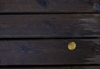 Fallen autumn leaves on a wooden background. View from above. leaf in autumn on a wooden background. Autumn leaves over wooden background with copy space