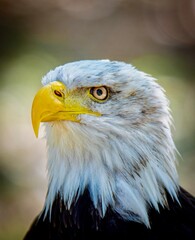 Mirada de águila 