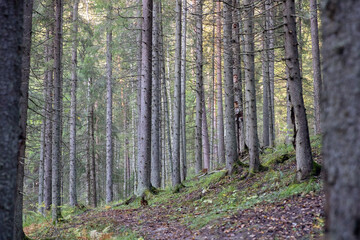 Pine trees in a forest in the mountains. Forest landscape.