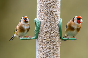 Two Goldfinches Feeding on Sunflower Heart Seeds
