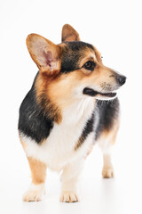 Pembroke Welsh Corgi portrait isolated on white studio background with copy space, purebred dog