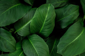 abstract green leaf texture, nature background, tropical leaf	
