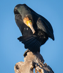 Cormorán grande acicalándose 