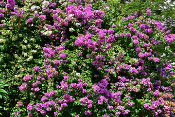 Fototapeta premium Flowering bougainvillea (Bougainvillea glabra) in Ribeirao Preto, Sao Paulo, Brazil