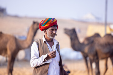 Portrait of an old male from rajasthan in traditional white dress and colourful turban with camel at desert fair ground during pushkar fair.