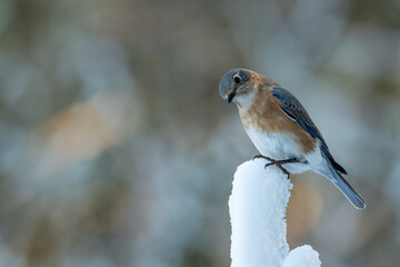 Bluebird in snow