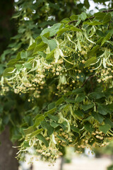 Lindenblüten in der Gruppe