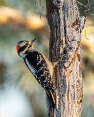 woodpecker on tree