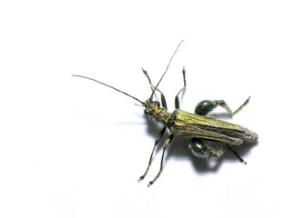 Closeup shot of thick legged flower beetle, Oedemera Nobilis insect, studio shot ,isolated, white background