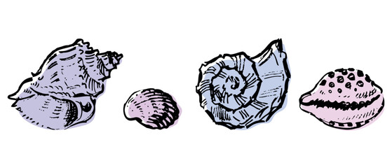 Vector hand drawn illustration of different four seashells, sketches isolated on white