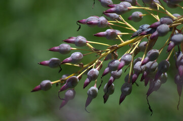 Flores tropicales disfrutando el sol.