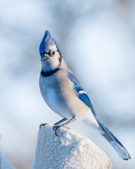 blue jay on snow