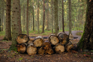 Pile of cut tree trunks in forest. Nature background. Pile of firewood in the forest. Firewood in...