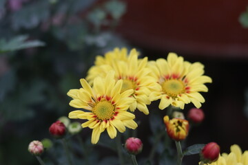 Radiant chrysanthemum blooms amid the splendor of the garden