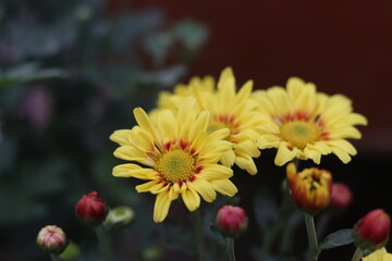 Radiant chrysanthemum blooms amid the splendor of the garden