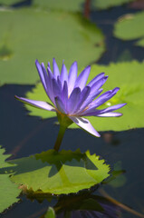 Flores, agua, abejas, &iexcl;gran combinaci&oacute;n de naturaleza para la vida!