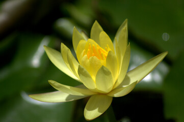 Obraz premium Flores, agua, abejas, ¡gran combinación de naturaleza para la vida!