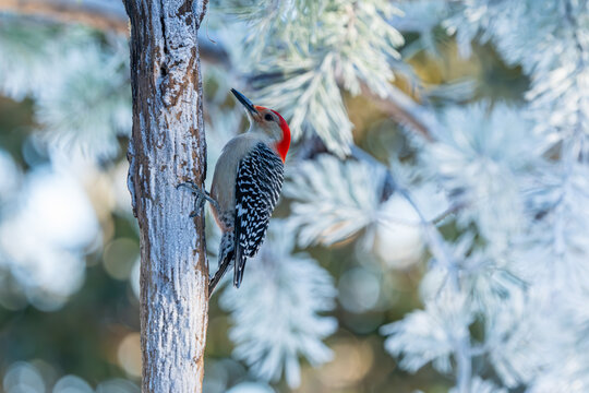 Red-bellied Woodpecker in snow