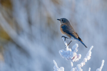 Bluebird perched on a branch