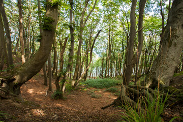 Blick aufs Wasser durch den Buchenwald auf Rügen