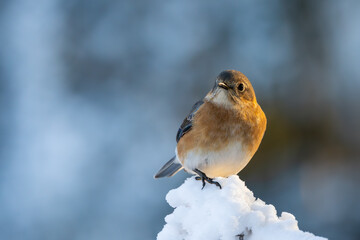Bluebird in snow