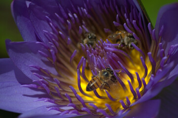 Flores, agua, abejas, ¡gran combinación de naturaleza para la vida!