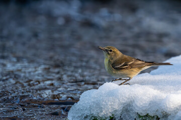 Pine Warbler in snow