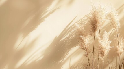 Shadows. Pampas grass natural shadows on a beige wall or table. Floral silhouette on beige background: pampas, grass, natural, shadow, beige, wall, table, floral, silhouette,  