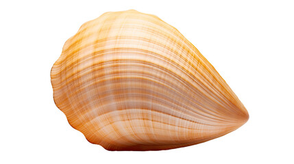 Shell isolated on a transparent background