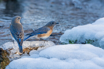 Bluebirds in snow