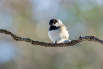 Chickadee 
