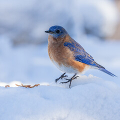 Bluebird perched on a branch