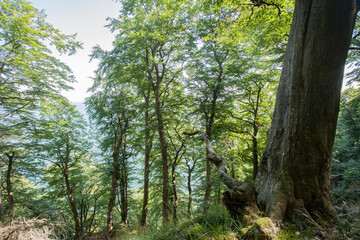Aussicht auf Rügen im Wald