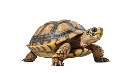 Obraz premium Turtle isolated on a transaprent background