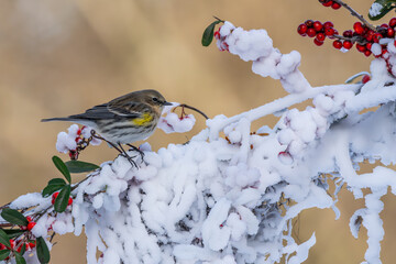 Yellow-rumped Warbler in snow