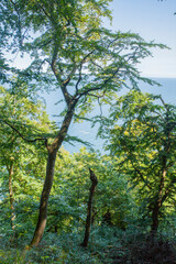 Meerblick durch den Wald